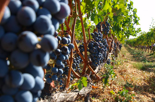 Chamlija, chamlija şarap, chamlija şarap fiyat, chamlija cabernet sauvignon,chamlija thracian, chamlija nevi şahsına münhasır,chamlija şarap satın al, chamlija şarap fiyat,chamlija pinor noir, chamlija bağları,chamlija bağ evi, chamlıja, chamlıja şarapları, chamlıja cabernet sauvignon, şarap bağları